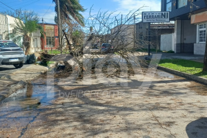 La tormenta provocó caída de árboles y un poste y obligó a cortar calles en Esperanza