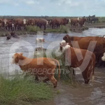 El Niño podría alcanzar una intensidad histórica: qué impacto puede tener en Santa Fe