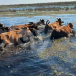 Tragedia en Villa Ocampo: un hombre murió ahogado mientras trasladaba ganado por la crecida del río Paraná