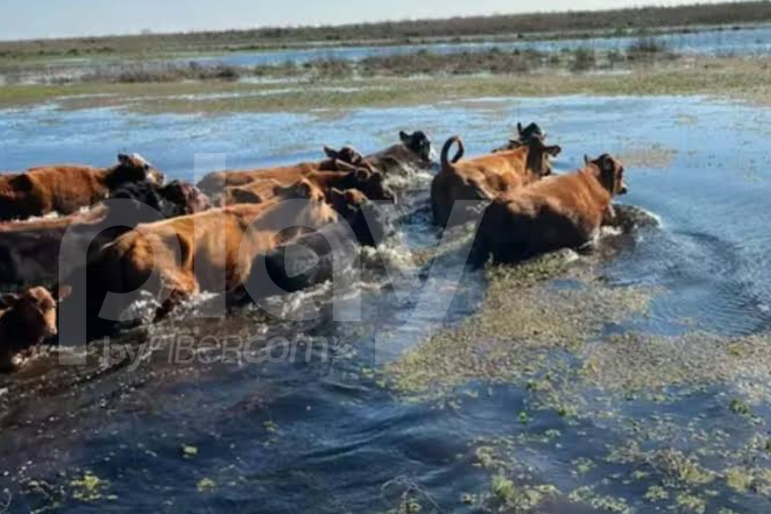 Tragedia en Villa Ocampo: un hombre murió ahogado mientras trasladaba ganado por la crecida del río Paraná