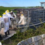 Apicultores rescataron 1.200 colmenas de la crecida del Paraná: «La producción del año está perdida»