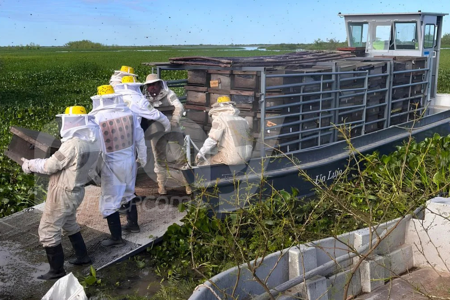 Apicultores rescataron 1.200 colmenas de la crecida del Paraná: «La producción del año está perdida»